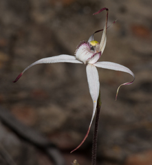 Caladenia rigida