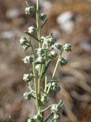 Artemisia alba
