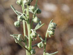 Artemisia alba