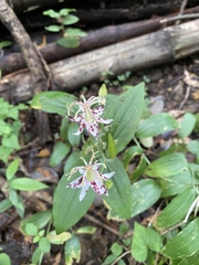 Tricyrtis macropoda