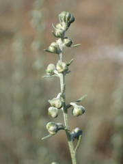 Artemisia alba