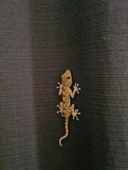 Ptyodactylus guttatus