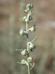 Artemisia alba