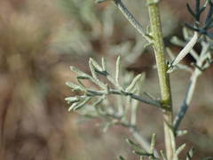 Artemisia alba