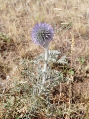 Echinops latifolius