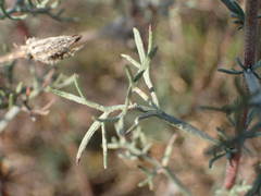 Artemisia alba