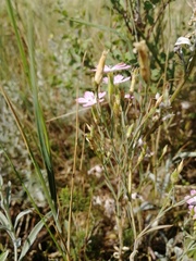 Dianthus campestris