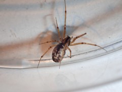 Microlinyphia impigra