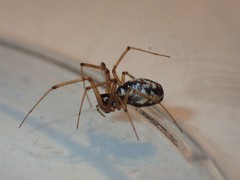 Microlinyphia impigra