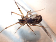 Microlinyphia impigra