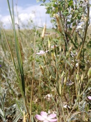 Dianthus campestris
