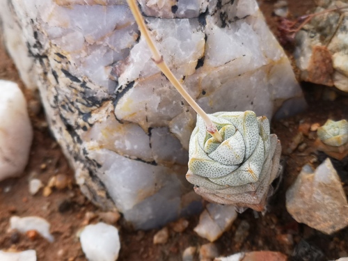 Crassula deceptor