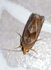 Oraesia emarginata