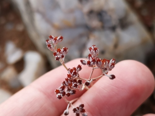 Crassula deceptor