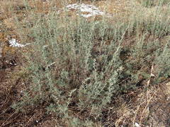 Artemisia alba