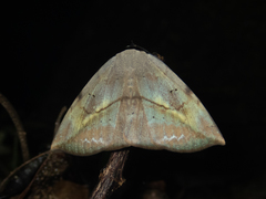 Hypopyra