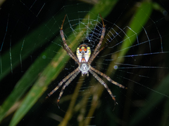 Argiope perforata