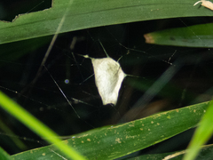 Argiope perforata
