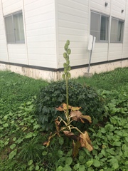 Cardiocrinum cordatum