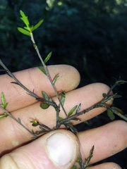 Pittosporum divaricatum