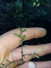 Pittosporum divaricatum