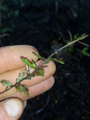 Pittosporum divaricatum