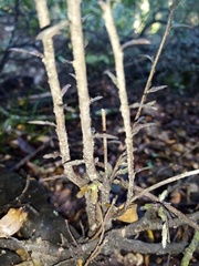 Pittosporum divaricatum