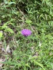 Cirsium oligophyllum
