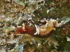 Aplysia nigrocincta