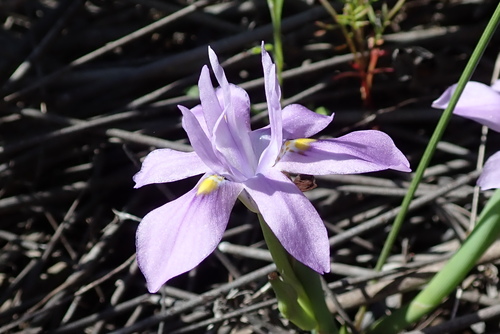 Image of Bigseed Tulp (Moraea macrocarpa) by no rights reserved