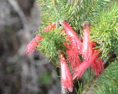 Melaleuca eriocarpa