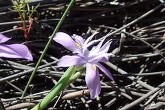 Moraea macrocarpa