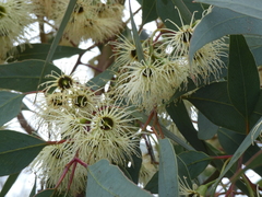 Eucalyptus occidentalis