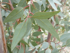 Eucalyptus occidentalis
