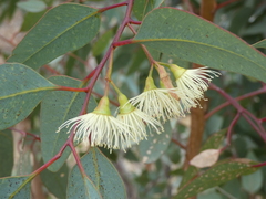 Eucalyptus occidentalis