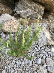 Artemisia carruthii