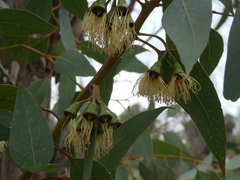 Eucalyptus occidentalis