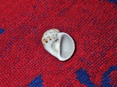 Naticarius alapapilionis