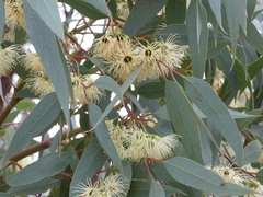 Eucalyptus occidentalis
