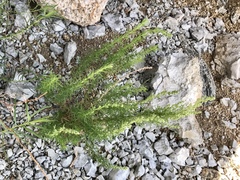 Artemisia carruthii