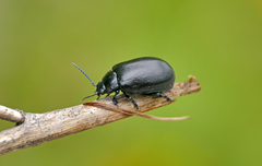 Oreina cacaliae