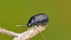 Oreina cacaliae