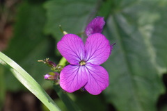Lunaria annua annua