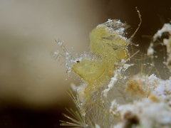 Phycocaris simulans