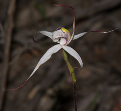 Caladenia rigida