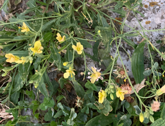 Diplotaxis tenuifolia