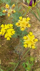Lotononis involucrata