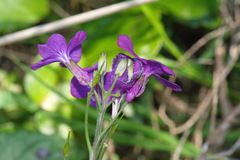 Lunaria annua annua
