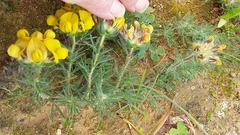 Lotononis involucrata
