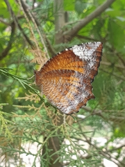 Elymnias hypermnestra